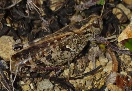 Calliptamus sp.